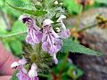 Marsh Woundwort